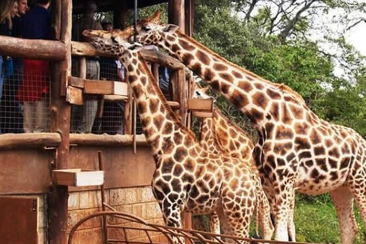 Giraffe Centre Tour